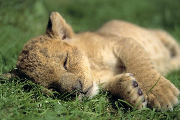 Petit lionceau dort sur l herbe