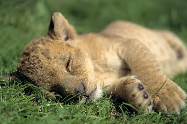 Маленький львёнок спит на траве