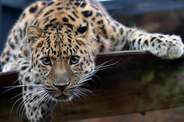 Ein wilder Leopard ist auf der Hut vor seinem Territorium