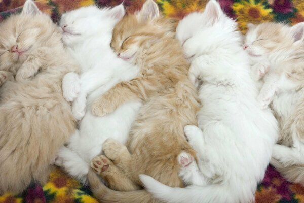 Rude i białe kocięta śpią
