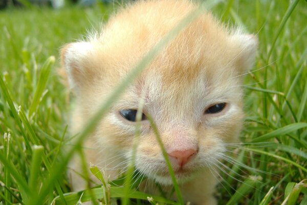 A very small red kitten in the grass