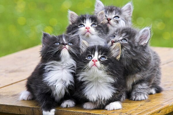 Four fluffy kittens together