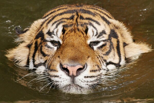 Kitty relaxed in the water