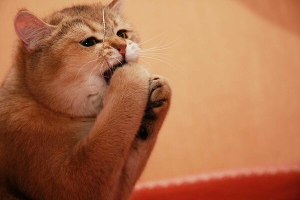 Lustige rothaarige Katze spielt mit ihren Pfoten