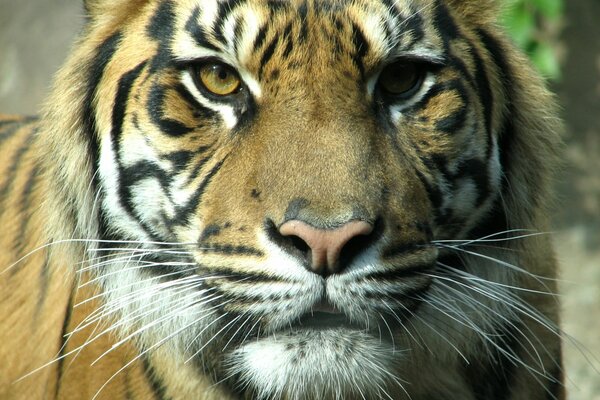 Io non sono una figa sono un ADULTO potente tigre, Guardami negli occhi