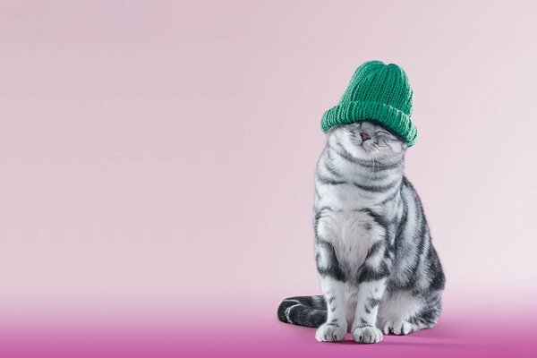 Striped cat in a green hat