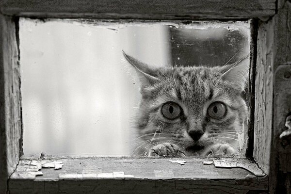 Eine Katze im Fensterrahmen, ein Blick aus der Vergangenheit