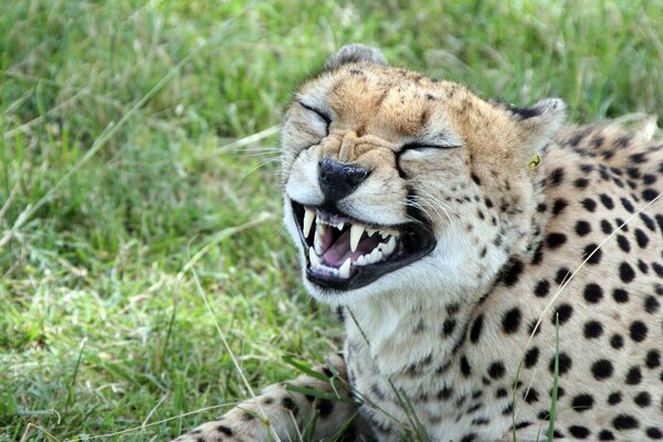 Leopards can laugh too