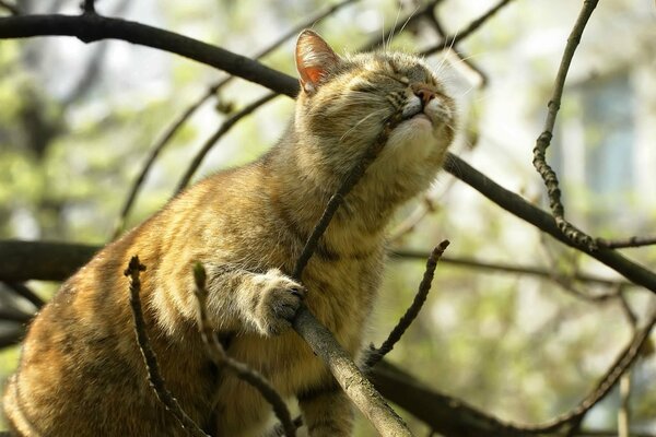 Chat heureux sur une branche au printemps