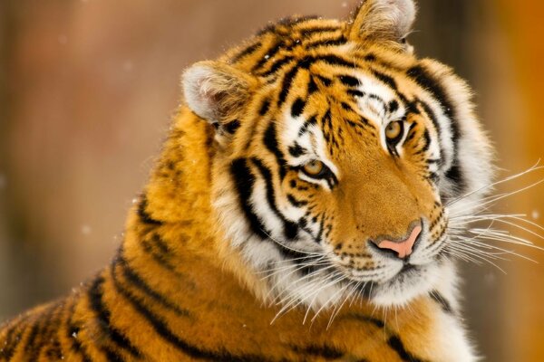 Vista della tigre delle nevi. Neve, predatore, natura