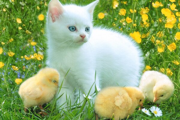 Chaton blanc avec des poussins dans la Prairie