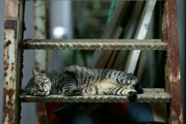 Le chat s est endormi sur l escalier de secours