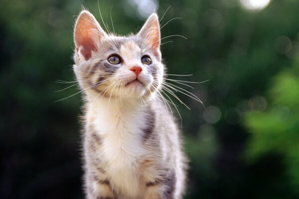 Cute kitten on a green background