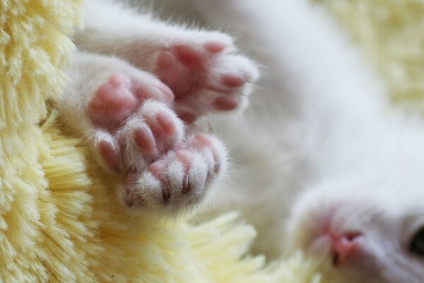 Różowe poduszki łap małego kotka