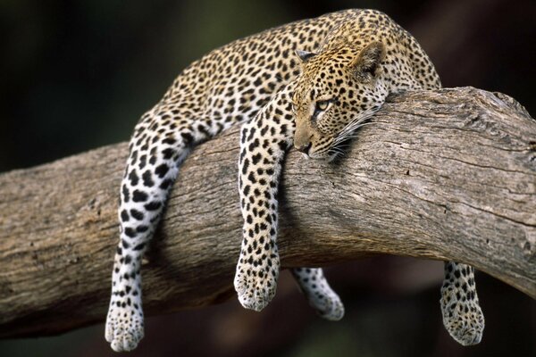 Leopard hanging on a tree wallpaper