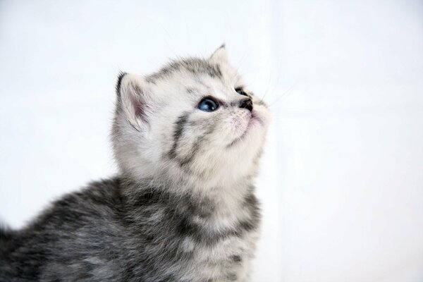 Süßes Kätzchen in grauer weißer Farbe