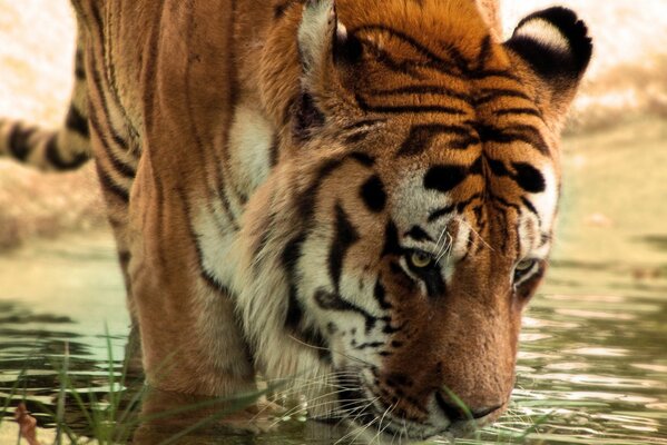 Striped tiger drinks water