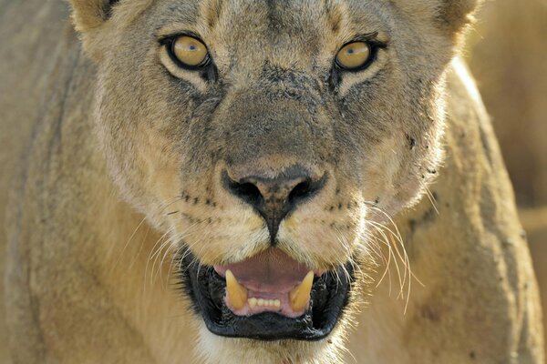 Lionne avec la bouche ouverte regarde vers l avant