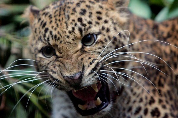 Un leopardo enojado gruñendo en la selva