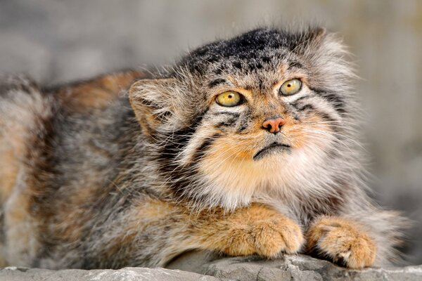 Schöner Manul mit gelben Augen