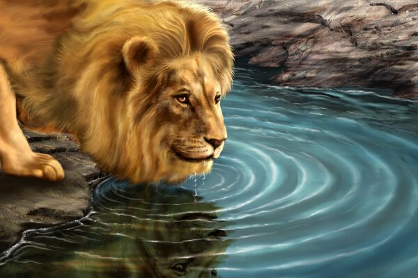 Un León bebe agua y Mira a lo lejos