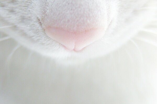 The nose and mustache of a white cat