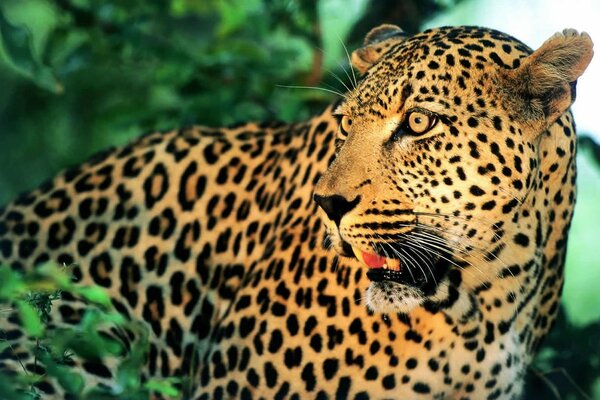 Il leopardo guarda di lato sorpreso