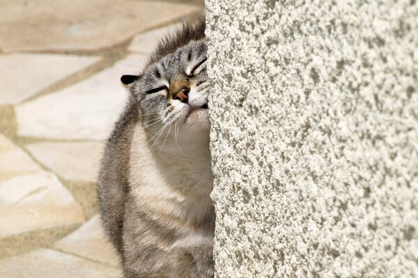 Kitty itches on a stone