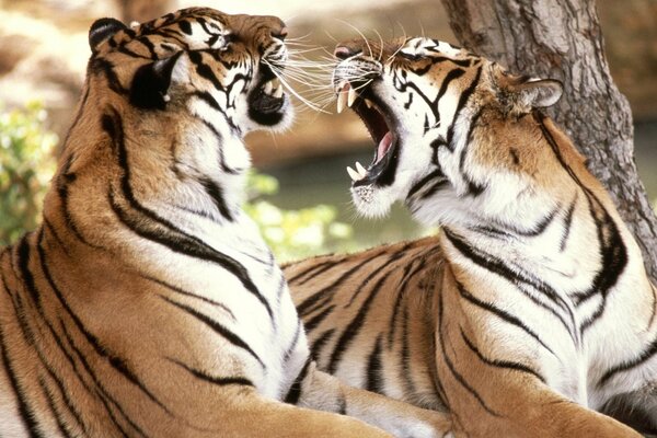 Tigers communicate playfully in the forest