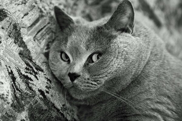 The muzzle of a British shorthair cat