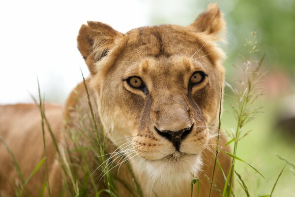 Lioness - a family of cats