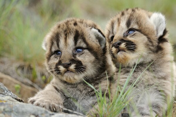 Los tigres con un lindo zyozhom