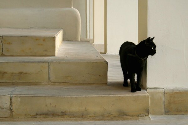 A black cat walking down the stairs