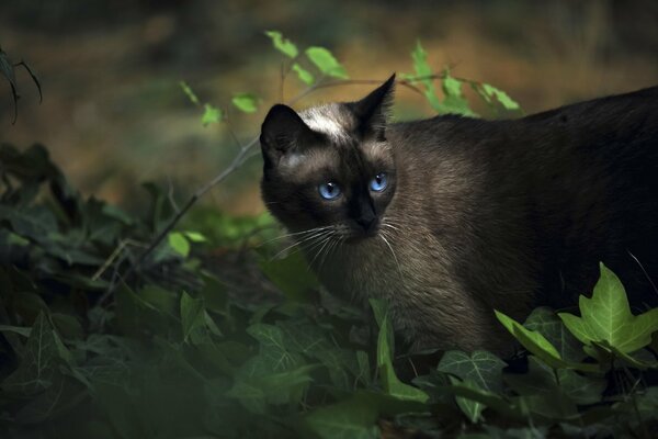 Сиамский котна охоте в траве