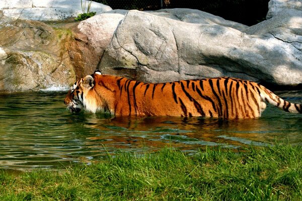 Tiger swims in a beautiful pond