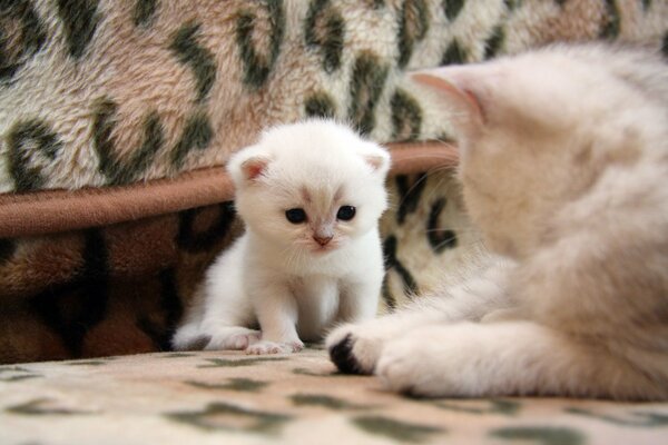 Gatito peludo Mira a mamá