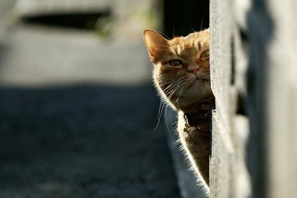 The red-haired cat looks out and looks