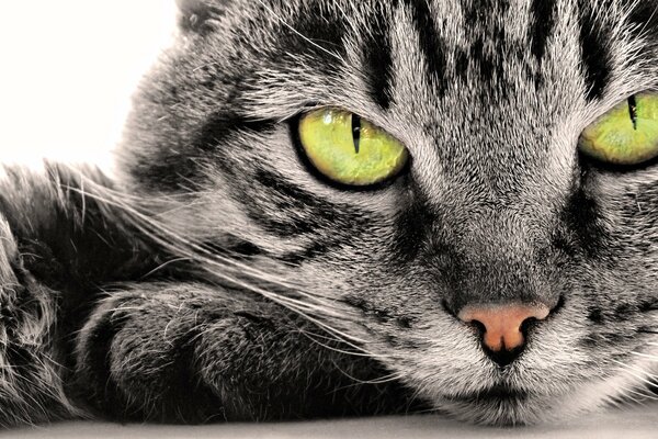 Porträt einer grauen flauschigen gestreiften Katze. Große grüne Augen