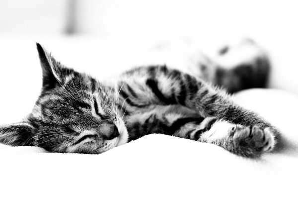 Черно-белый кот спит на простыни