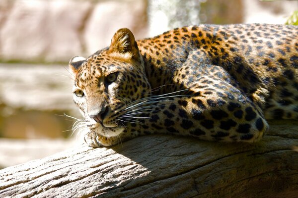 The leopard lies on a tree and looks into the distance