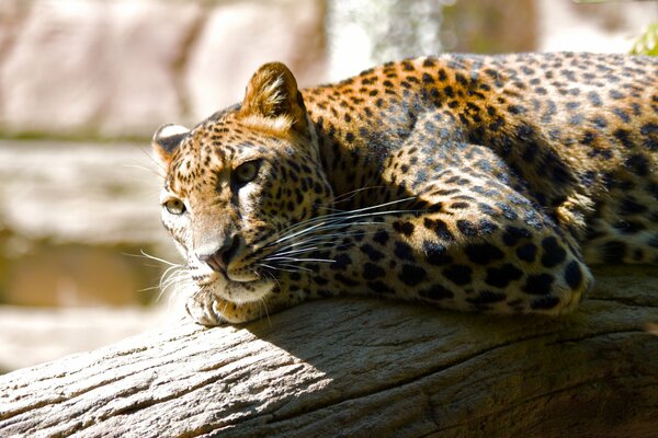 Леопард лежит на дереве и смотрит вдаль