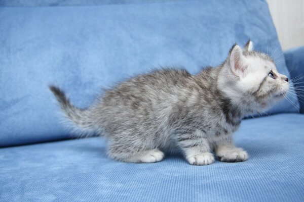 Petit chat gris assis sur un canapé bleu