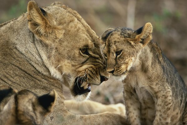 Una leonessa arrabbiata ringhia a un cucciolo di leone