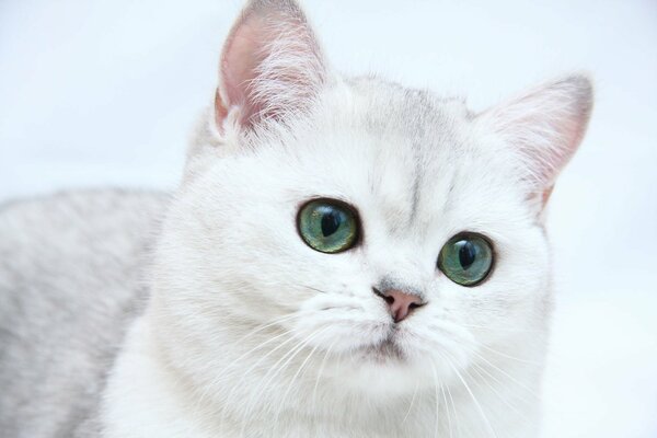 Beautiful snow-white cat with green eyes