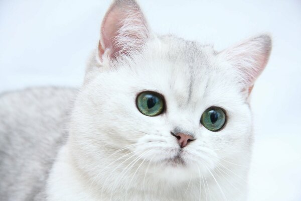 Piękny śnieżnobiały kot o zielonych oczach