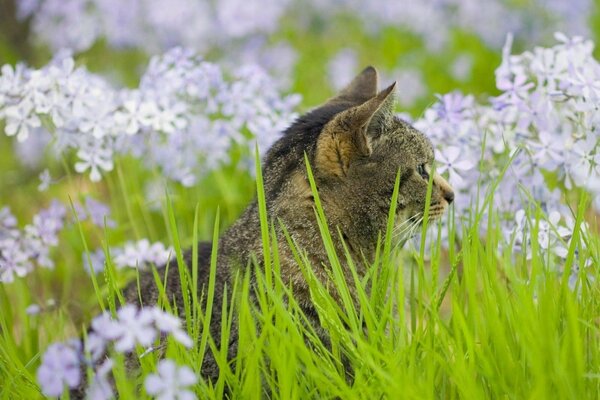 Grey cat in bright, green grass