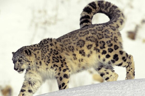 Leopardo de las Nieves con rizo de cola caminando sobre la nieve