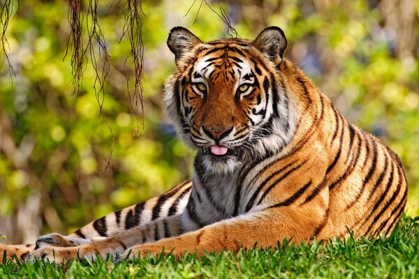 Tigre au repos sur l herbe verte