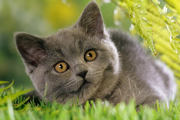 Grey cat on green grass