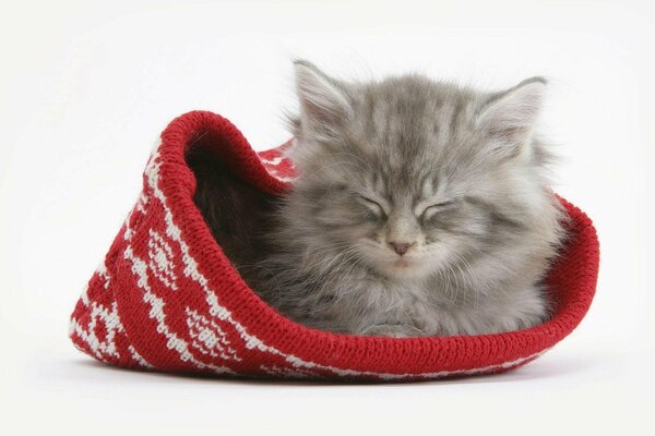 Petit chaton moelleux dort dans un chapeau